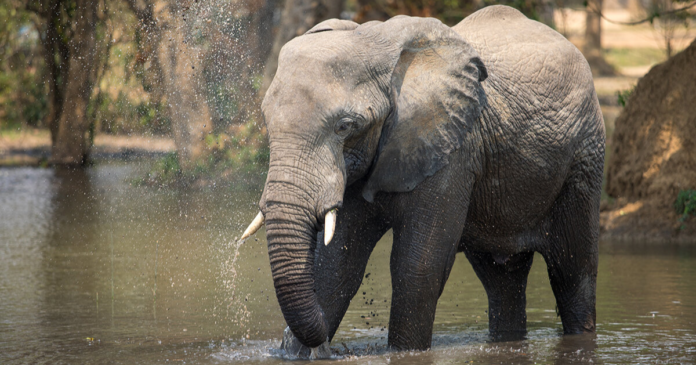 featured image elephant photography in uganda backpacking and hiking