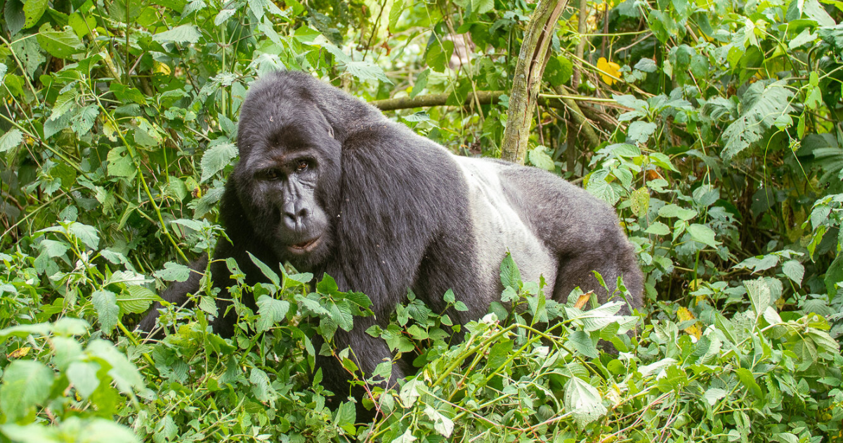 gorilla in the trees in uganda on an epic trails backpacking and hiking adventure