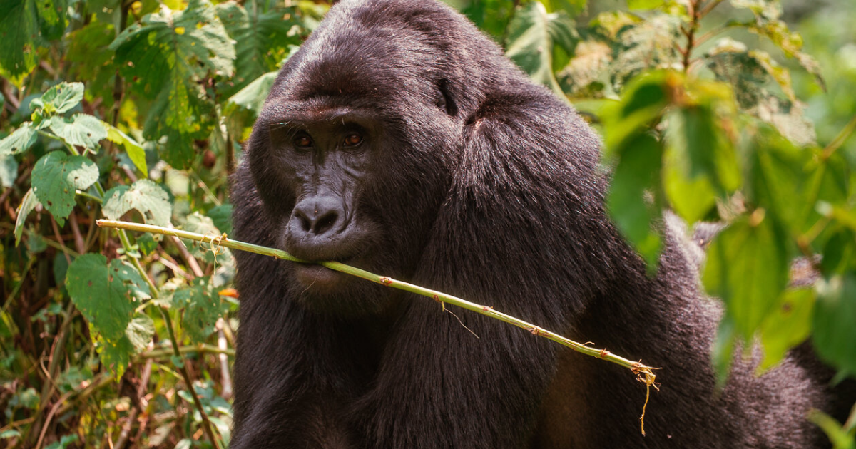 gorilla looking into the camera animal photography in uganda on a backpacking and hiking trip