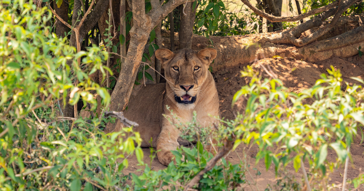 lion in the trees in uganda on a backpacking and hiking trip epic trails eric hanson