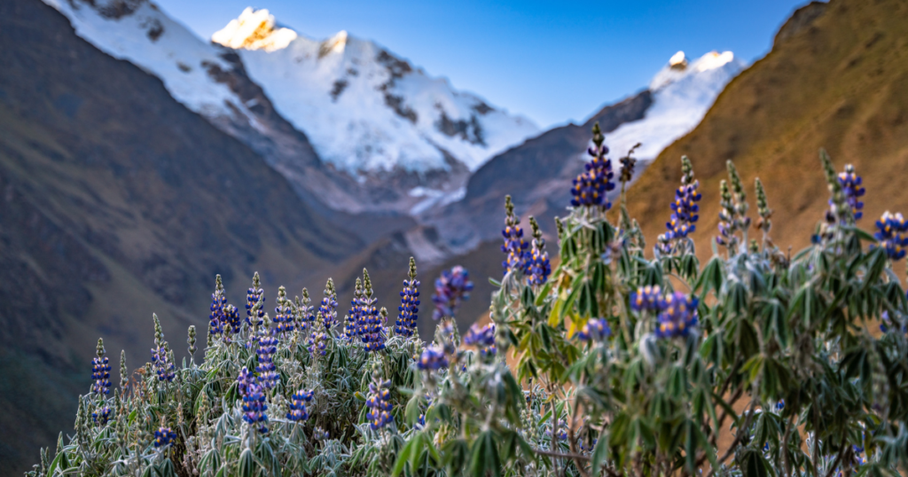 Inca Trail flowers in front of mountains in the cusco region of peru 