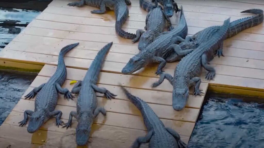 What kid doesn't want to feed baby alligators!