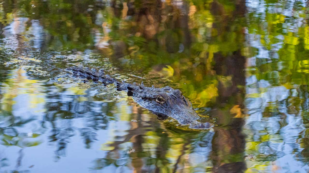Kayak Fishing in the Okefenokee with Alligators In4adventure