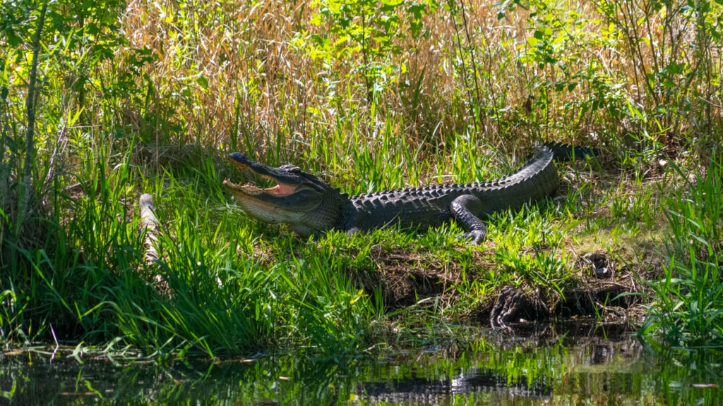 Camping in the Okefenokee Swamp is camping amongst alligators.