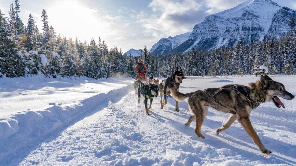 Dog sled ride has to be a bucket list activity.
