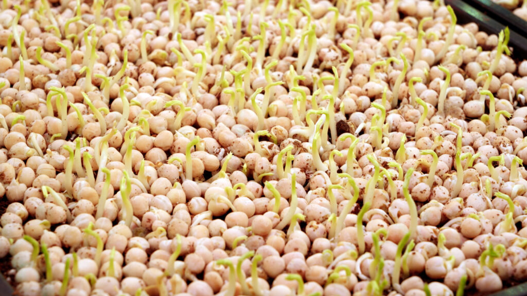 Close up of sprouted chickpeas/garbanzo beans.