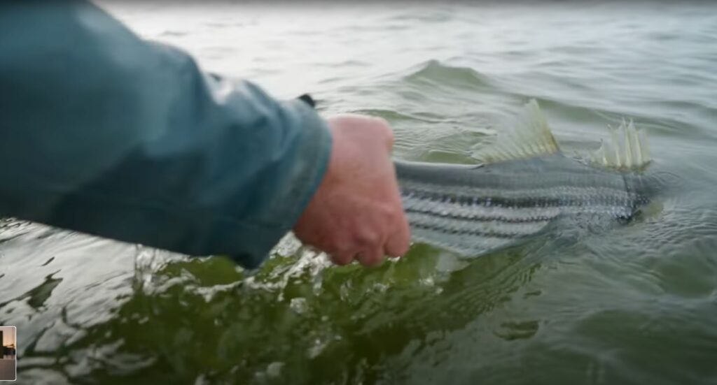 striped bass fishing chesapeake bay