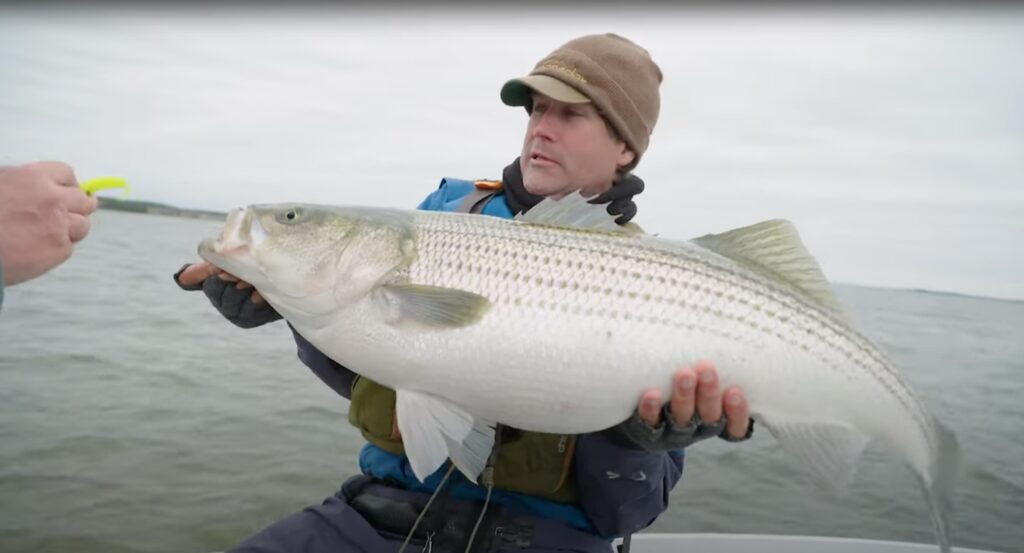 striped bass: chasing big stripers