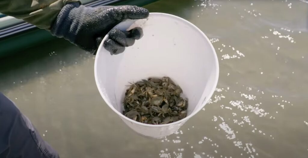 crabs used to catch sheepshead