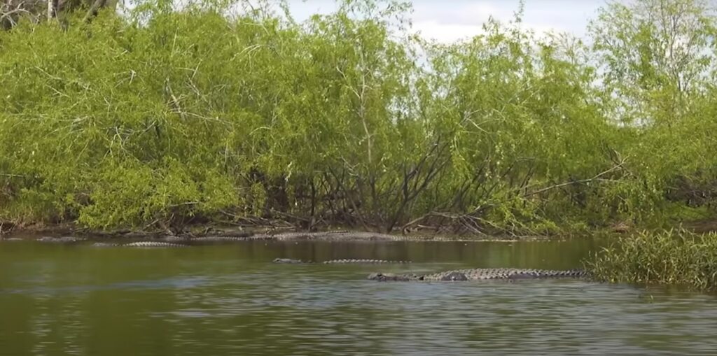 Florida gators while kayaking