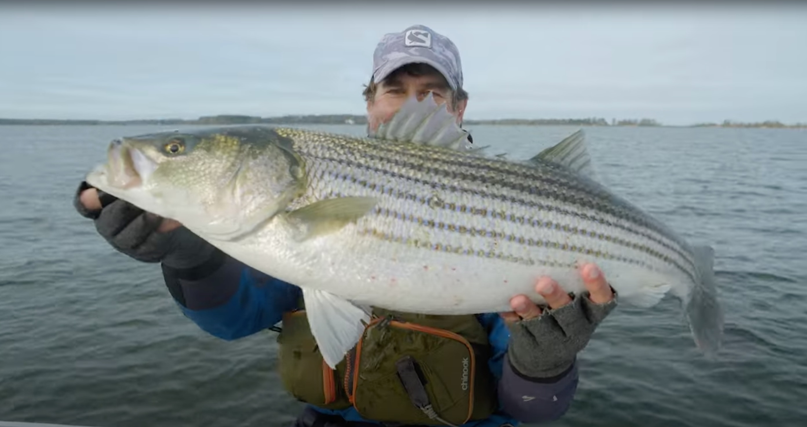 big striped bass on chesapeake bay