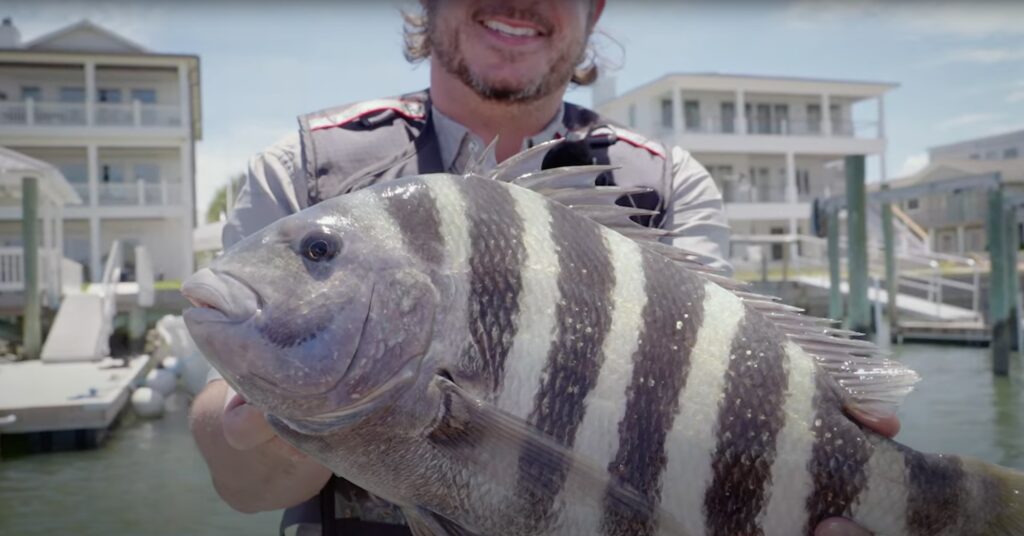 Sheepshead fishing north carolina