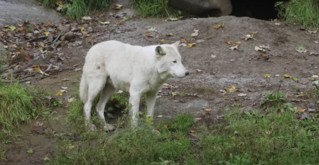 quebec wolf