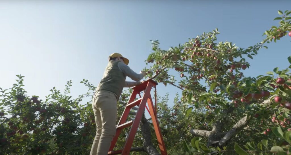 picking apples in Quebec province