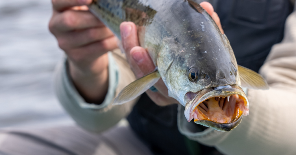 Pamlico Sound sea trout