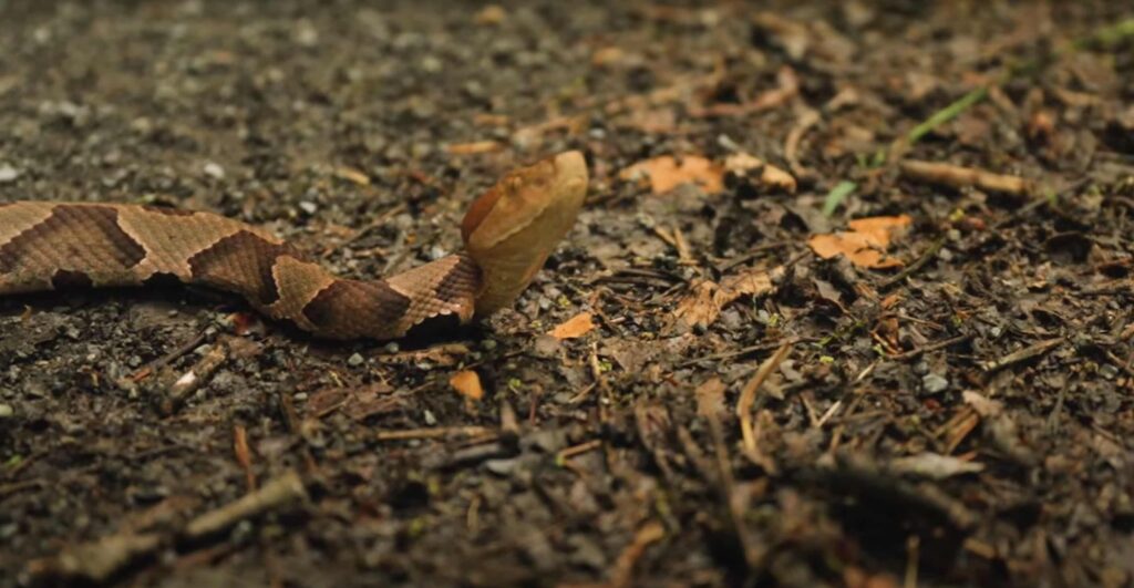 George Washington and Jefferson National Forest snakes - copperhead