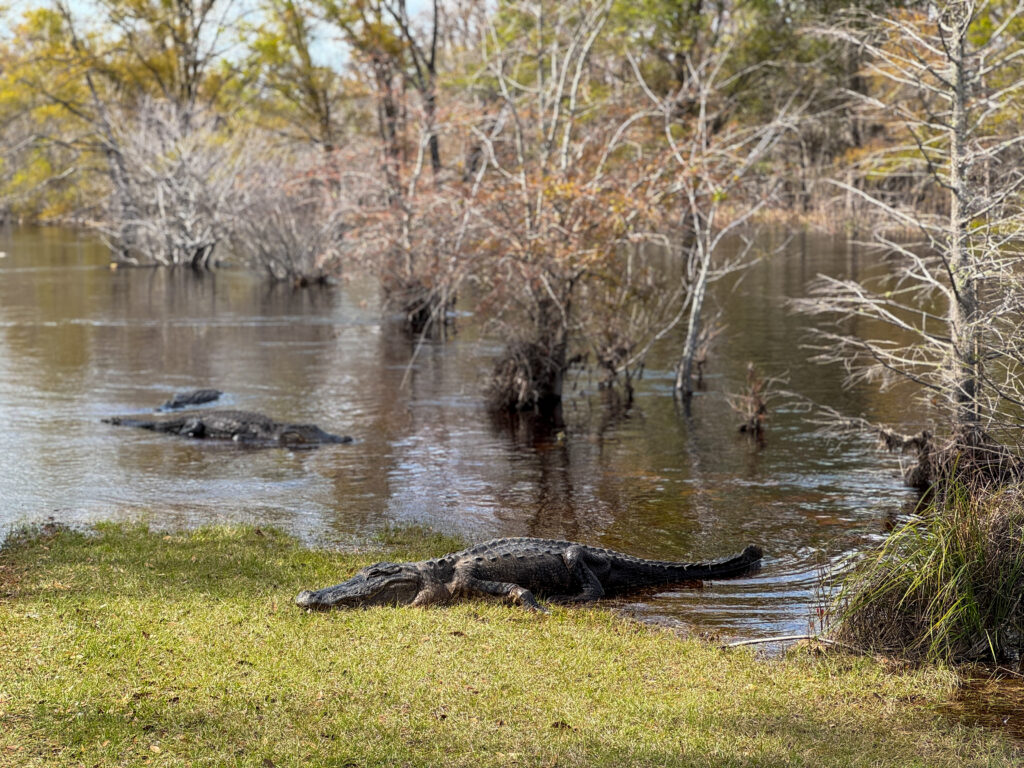 Okefenokee swamp kayak fishing