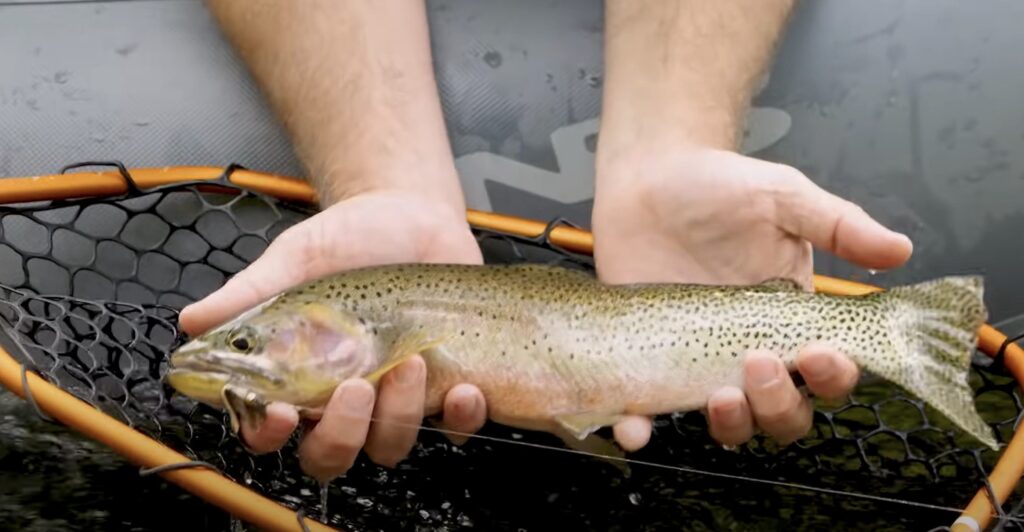 cutthroat trout