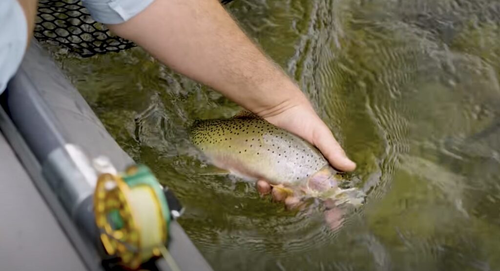 releasing cutthroat trout