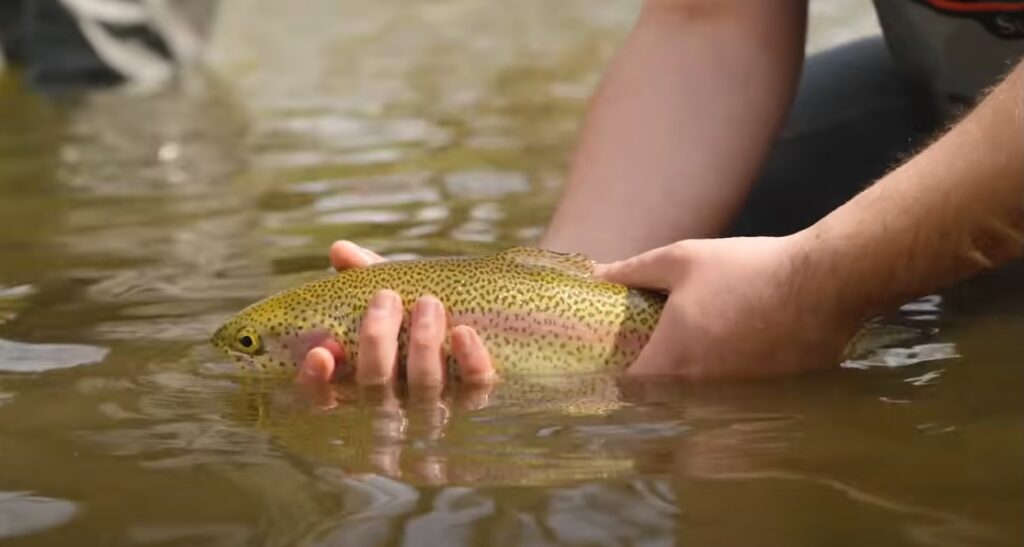 trout on Georgia Traverse