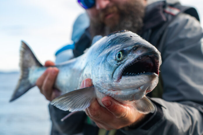 salmon fishing