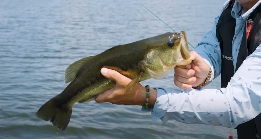 largemouth bass caught in idaho