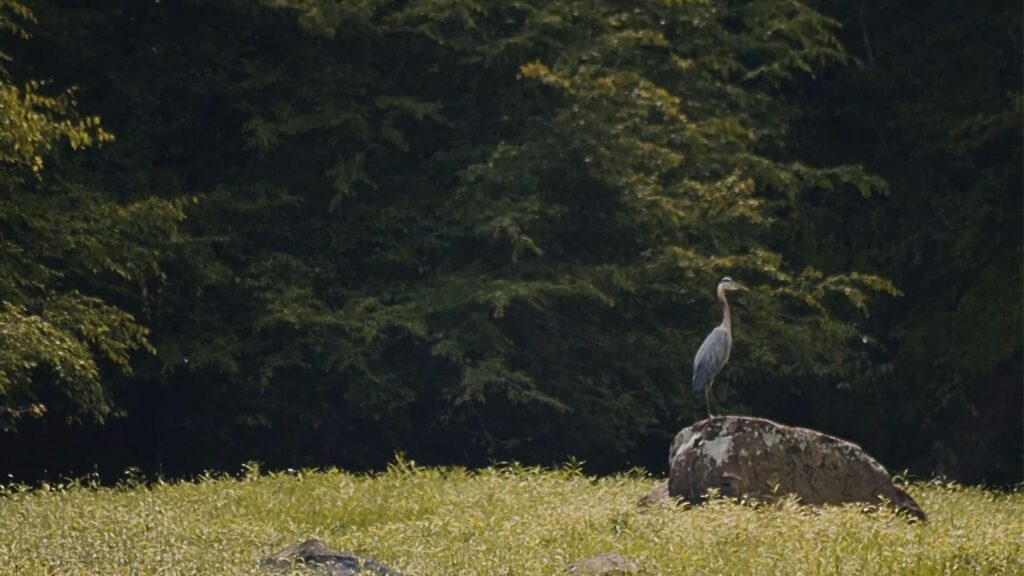 blue heron in north carolina eno river eagle trail